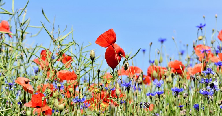 flower seeds.jpg flower seeds.jpg