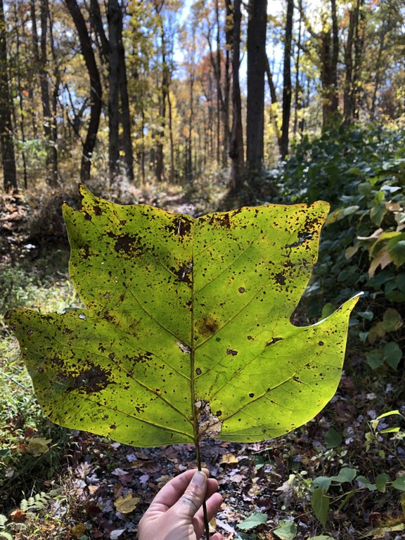 IMG_7829.jpg IMG_7829.jpg