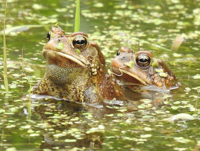 AmericanToad2026.jpg AmericanToad2026.jpg